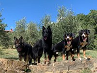 Shani und Freunde